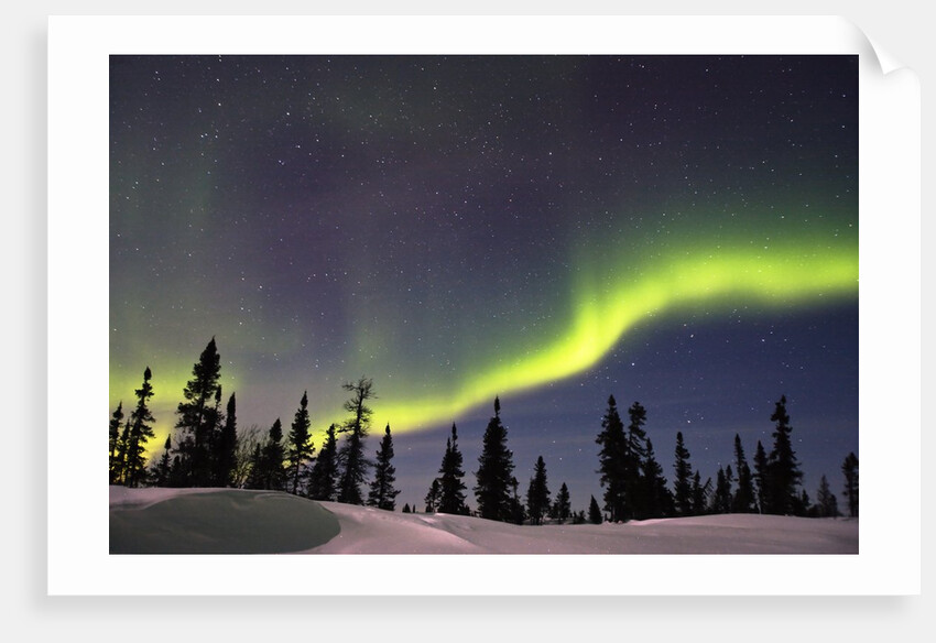 Aurora Borealis above Forest by Anonymous