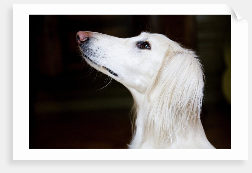 Saluki Looking Up by Anonymous