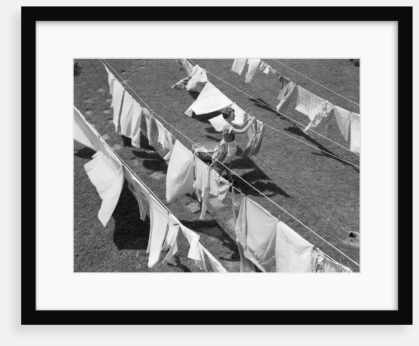 1950s Woman Hanging Laundry Outdoors On Several Clotheslines by Anonymous