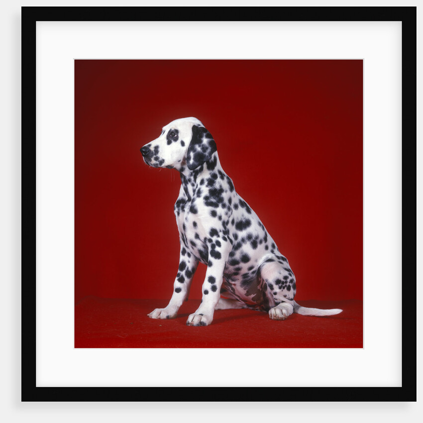 Dalmatian Puppy Sitting Red Background by Anonymous