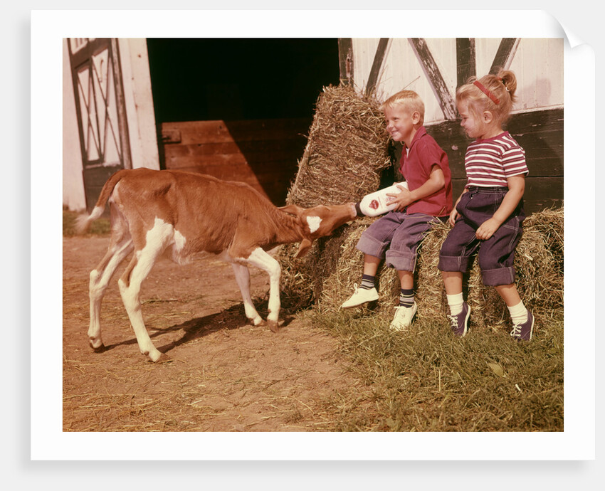 1950s 1960s Children Boy And Girl Feeding Calf Bottle Milk Outside Barn by Anonymous