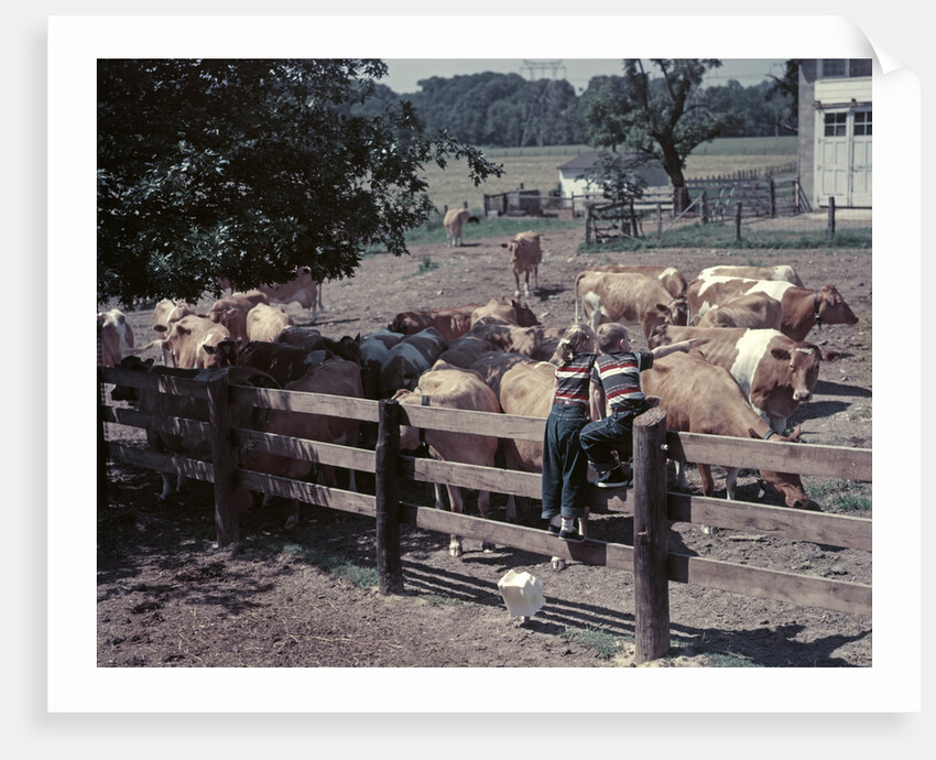 1950s Boy Girl Wearing Jeans Striped Tee Shirt Sit On Fence Dairy Farm Look At Guernsey Cows by Anonymous