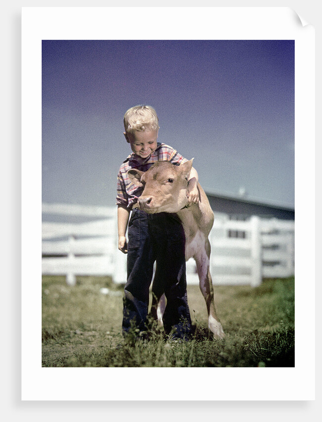 1940s 1950s Little Boy Hugging Pet Calf by Anonymous
