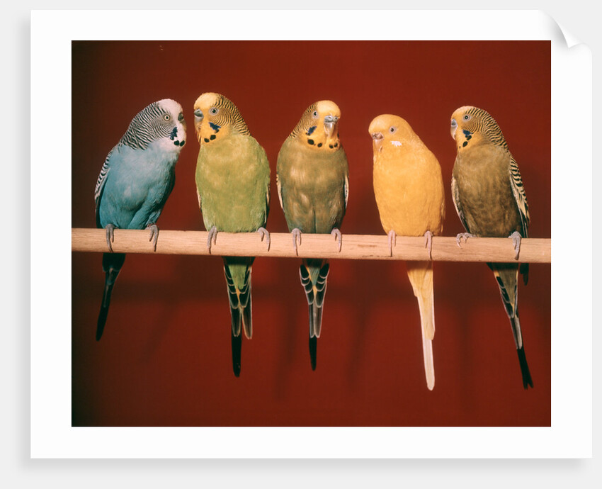 1970s Five Pet Parakeets Perched Against Red Background by Anonymous