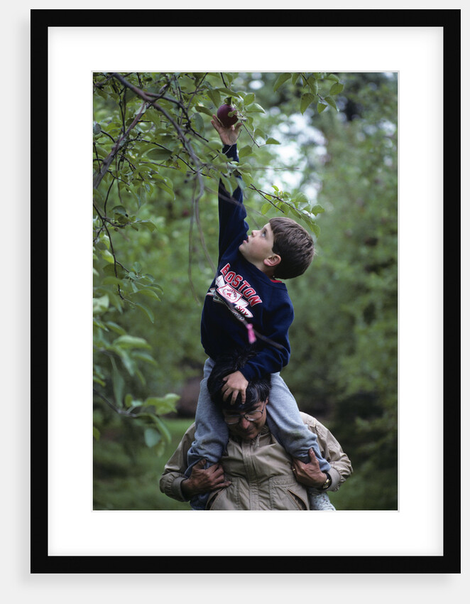 1980s Boy On Father's Shoulders Reaching For An Apple by Anonymous