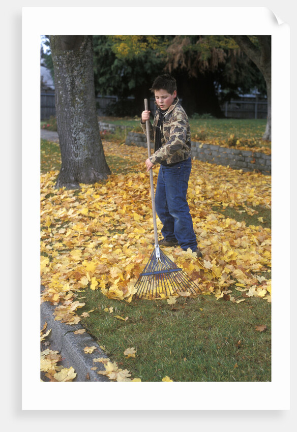 1970s 1980s Teenage Boy Raking Autumn Leaves by Anonymous