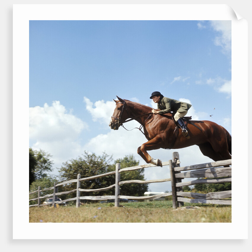 1970s Woman Equestrian Rider Jumping Over Split Rail Fence During Steeplechase Horse Race by Anonymous
