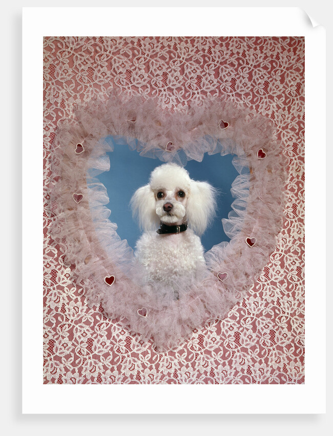 1960s White Miniature Poodle Dog Looking Through Red And White Lace Valentine Heart by Anonymous
