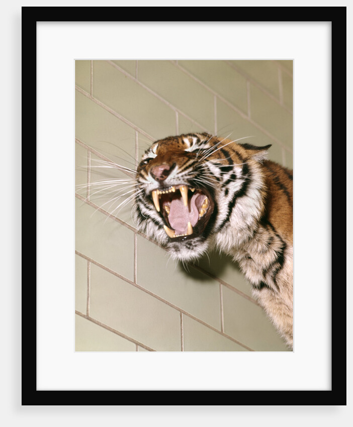 1960s Portrait Roaring Snarling Growling Mean Sumatra Tiger In Zoo Cage by Anonymous