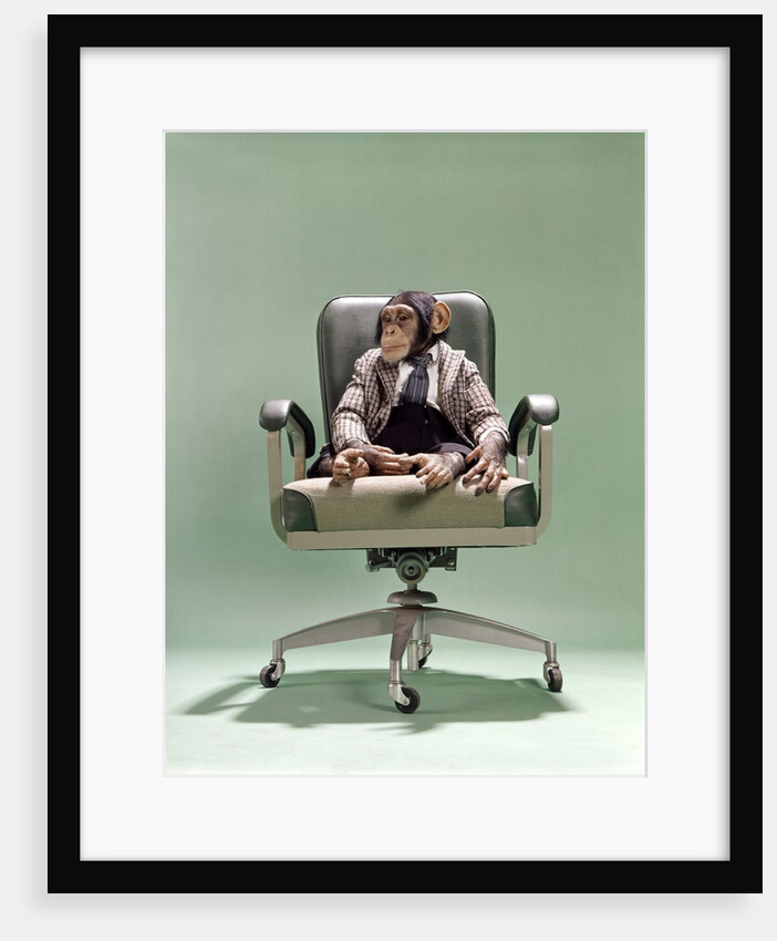 1970s Businessman Chimpanzee Sitting In Office Chair by Anonymous