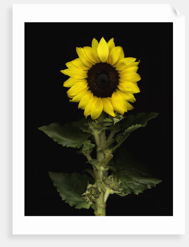 Sunflower by Anonymous