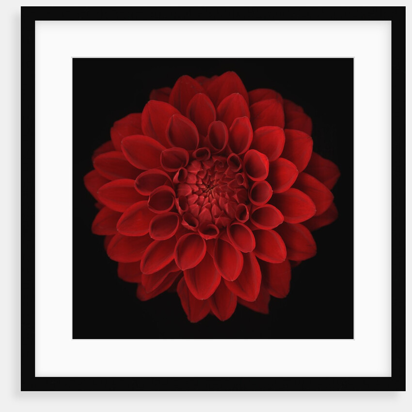 Dahlia by Anonymous
