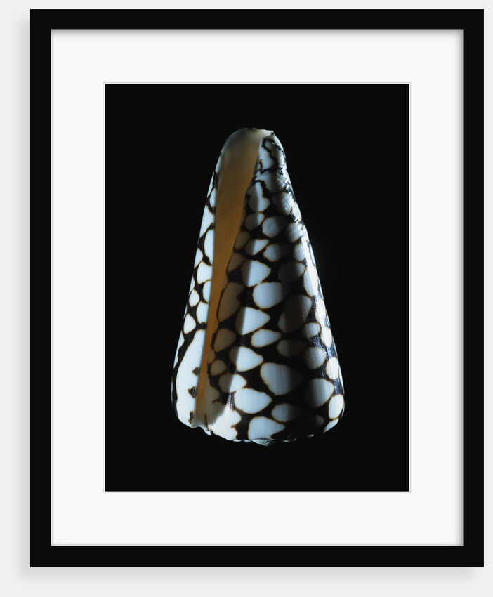 Cone shell by Anonymous