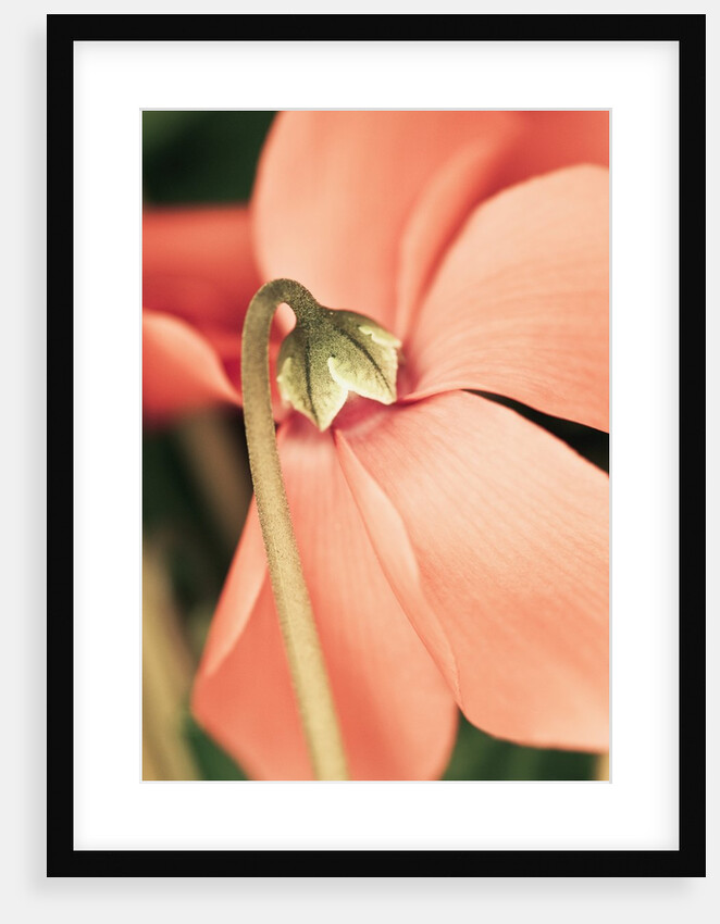 Cyclamen by Anonymous