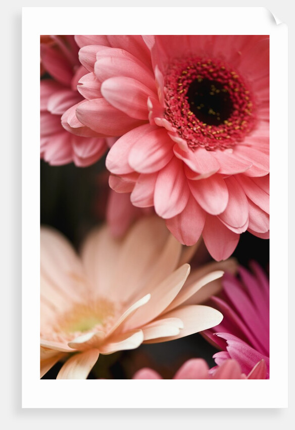 Gerber daisies by Anonymous