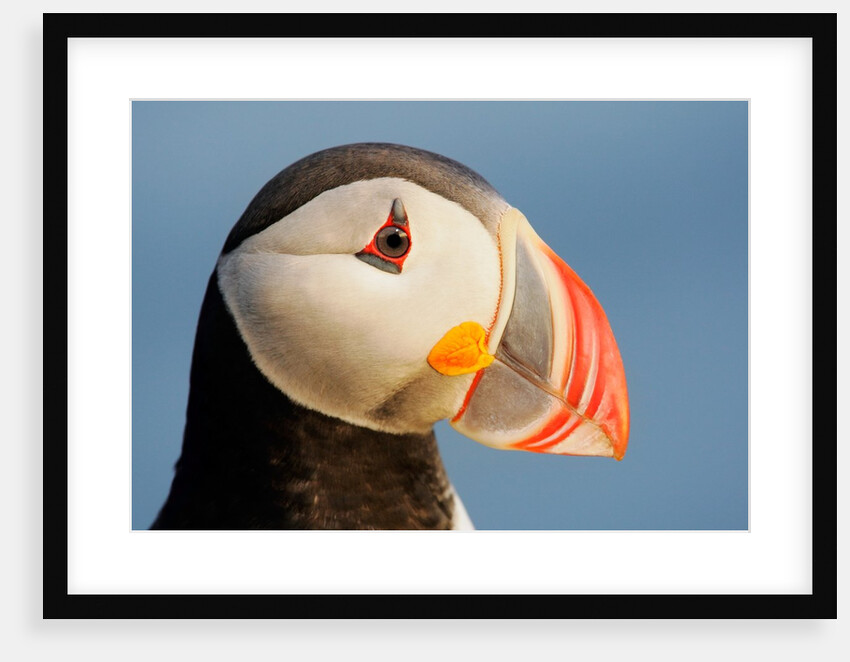 Close-Up of Atlantic Puffin by Anonymous