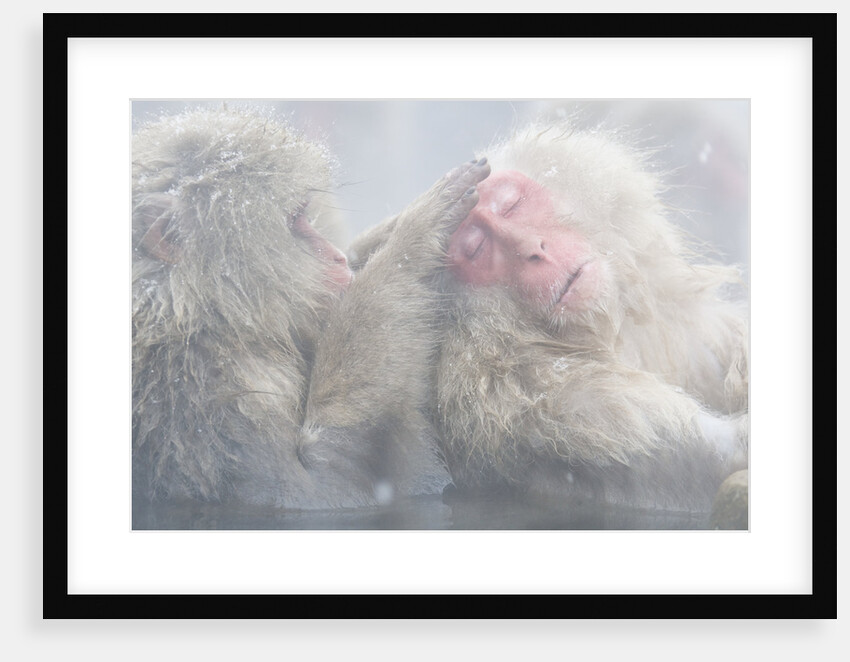 Japanese Macaque Grooming Another in Hot Spring by Anonymous