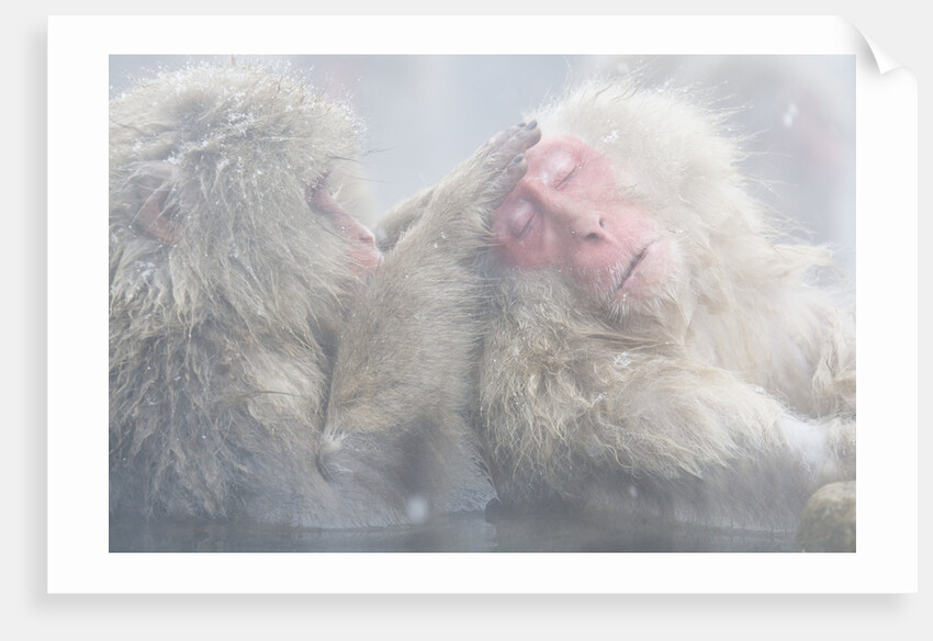 Japanese Macaque Grooming Another in Hot Spring by Anonymous