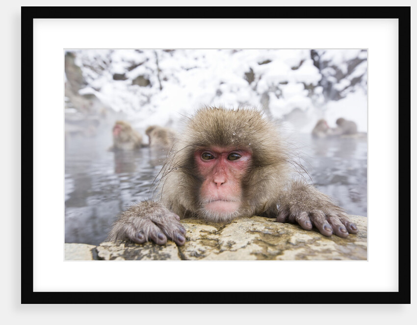 Japanese Snow Monkey in Hot Spring in Winter by Anonymous