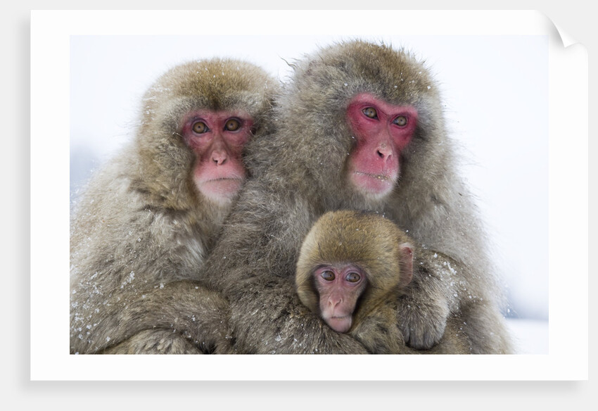 Japanese Macaque Family by Anonymous