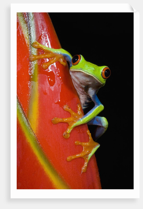 Red-eyed Tree Frog by Anonymous