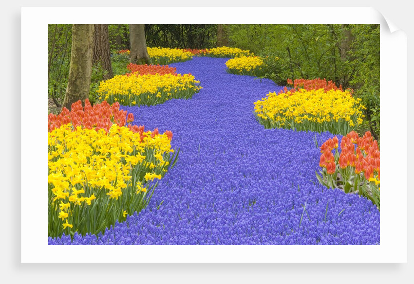 Flowers at Keukenhof Garden by Anonymous