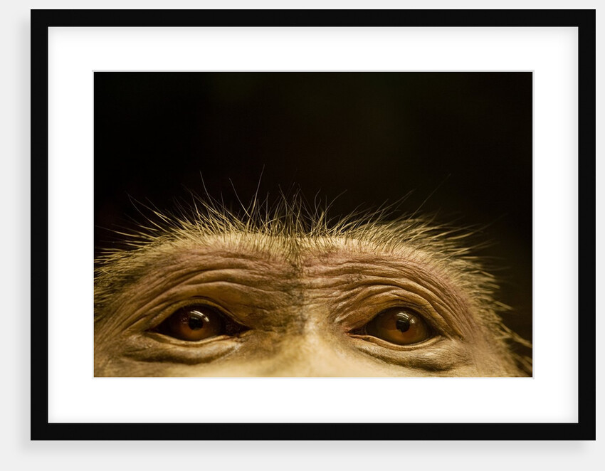 Eyes of Chacma Baboon by Anonymous
