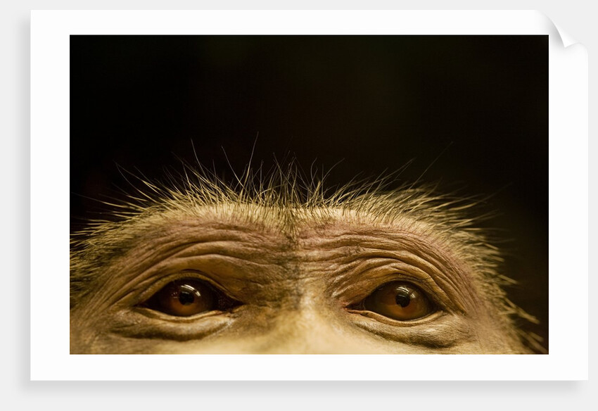 Eyes of Chacma Baboon by Anonymous