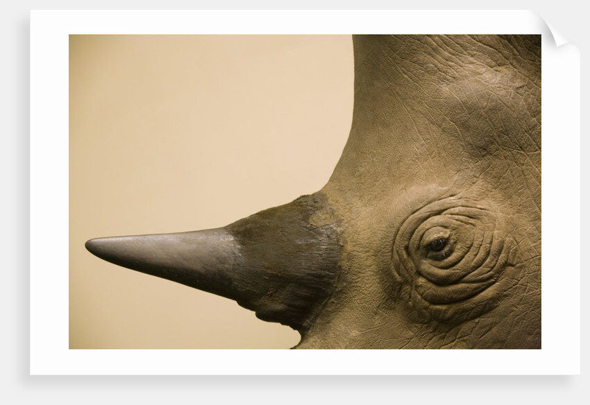 Black Rhinoceros by Anonymous