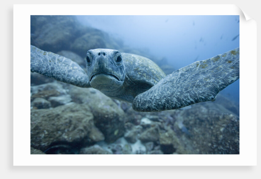 Green Turtle in the Galapagos Islands by Anonymous