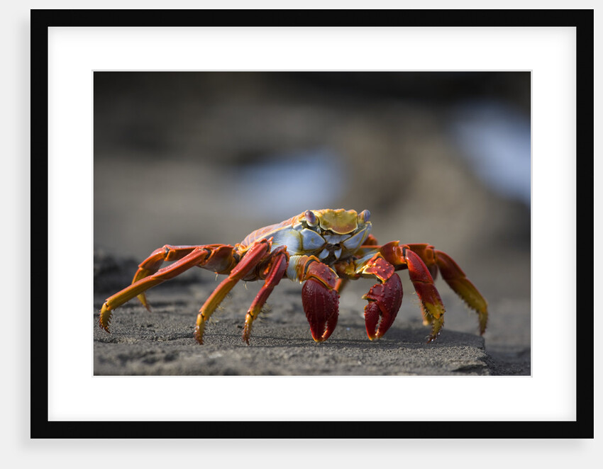 Sally Lightfoot Crab in the Galapagos Islands by Anonymous