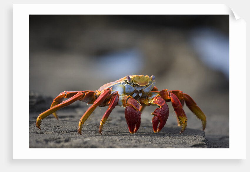Sally Lightfoot Crab in the Galapagos Islands by Anonymous
