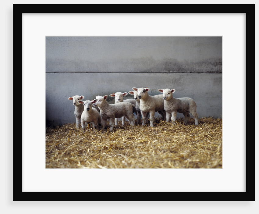 Lambs in Barn by Anonymous