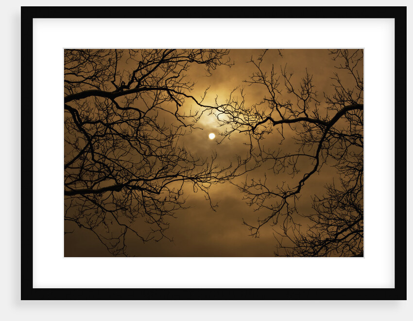 Branches Surrounding Harvest Moon by Anonymous