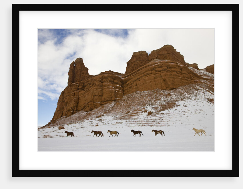 American Quarter Horses in Big Horn Mountains of Wyoming by Anonymous