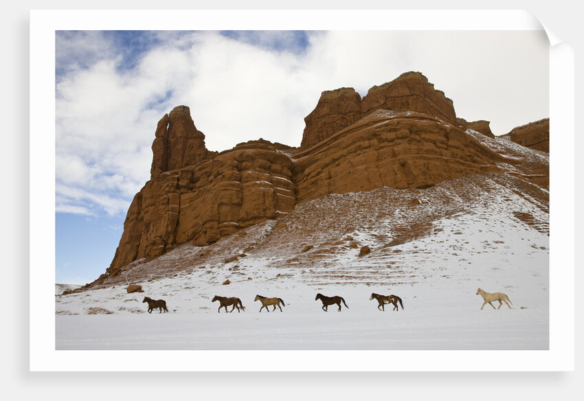 American Quarter Horses in Big Horn Mountains of Wyoming by Anonymous