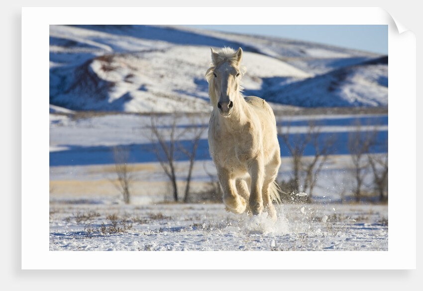 White Draft Horse Running in Big Horn Mountains in Winter by Anonymous