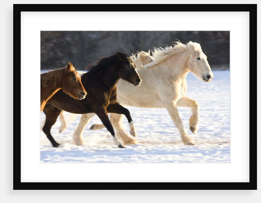 Draft Horse Running With Quarter Horses in Snow by Anonymous