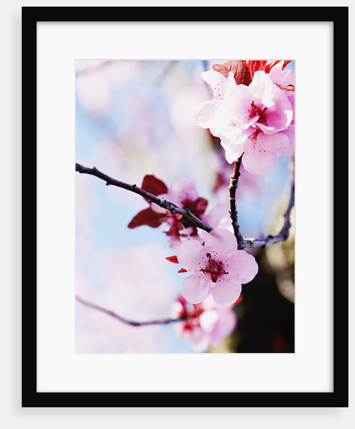 Cherry Blossom Flowers by Anonymous