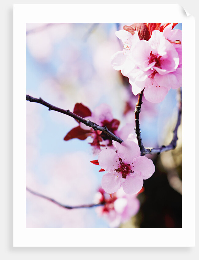 Cherry Blossom Flowers by Anonymous