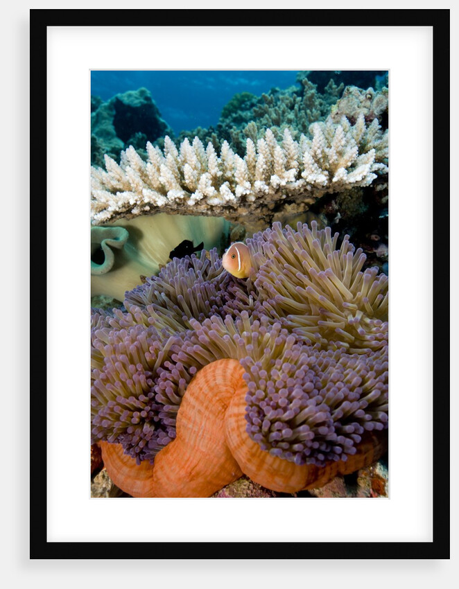 Pink Anemeonefish Peering from Tenticles of Magnificent Sea Anemone by Anonymous