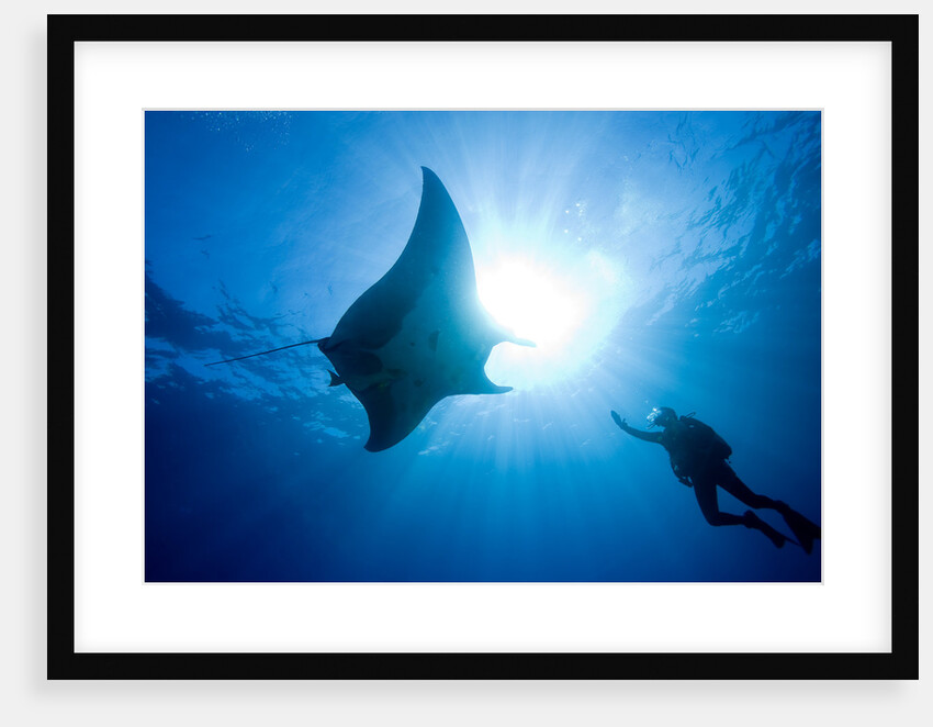 Pacific Manta and Scuba Diver by Anonymous