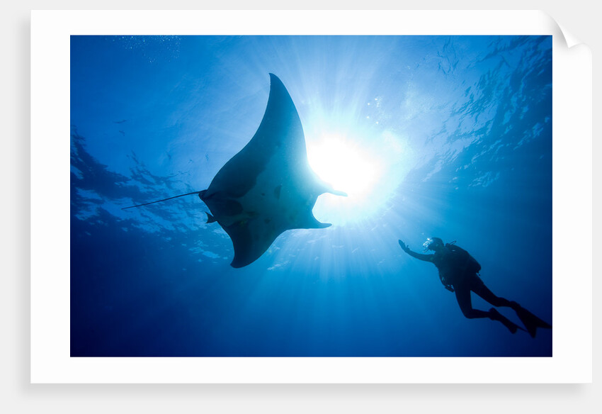 Pacific Manta and Scuba Diver by Anonymous