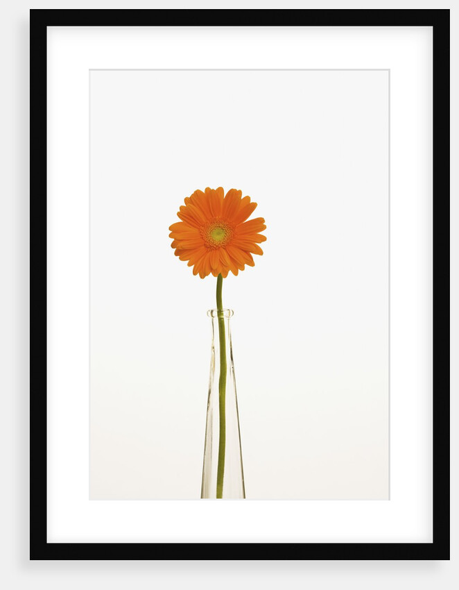 Gerbera Daisy by Anonymous
