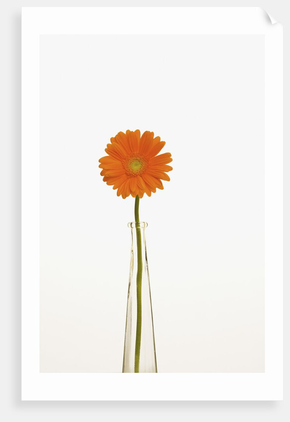 Gerbera Daisy by Anonymous
