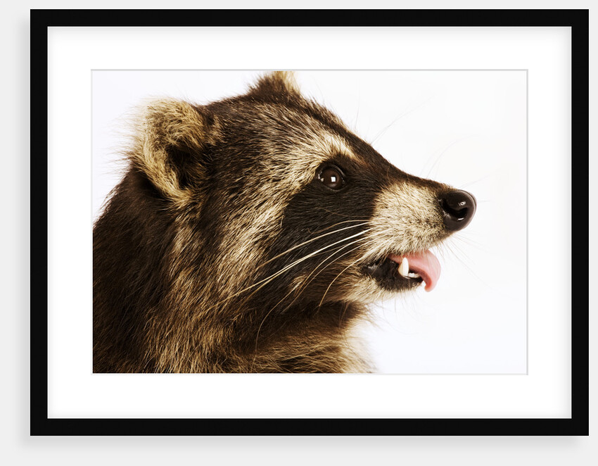 Profile of a Raccoon by Anonymous