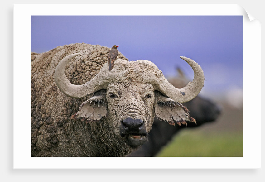 Dirty Buffalo by Anonymous
