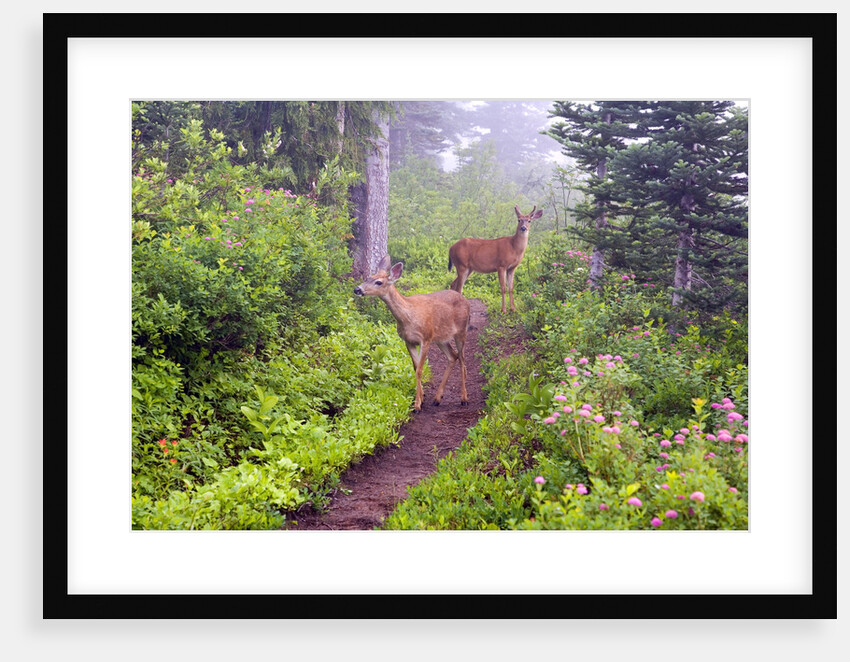 Deer on Trail in Mount Rainier National Park by Anonymous