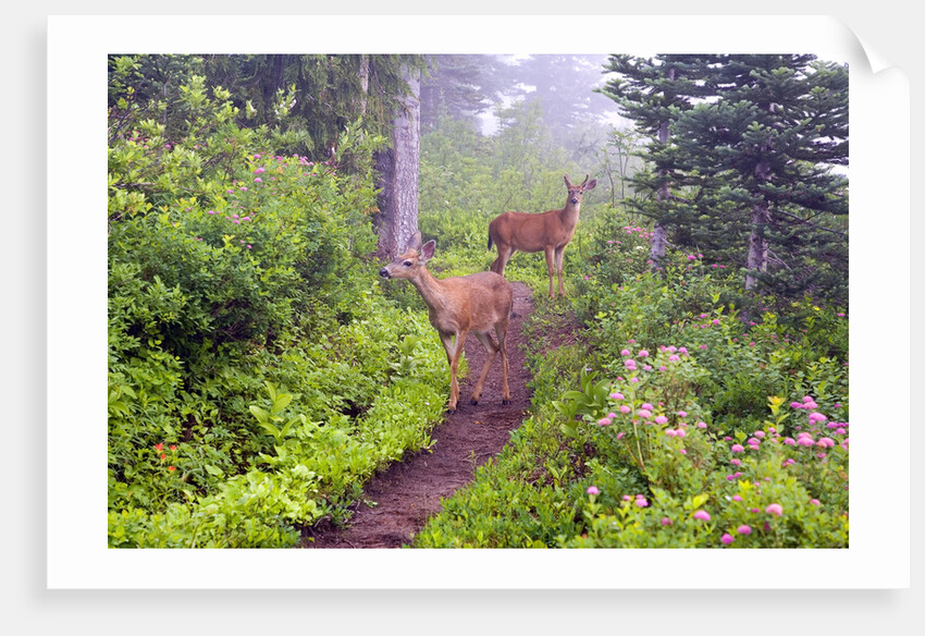 Deer on Trail in Mount Rainier National Park by Anonymous