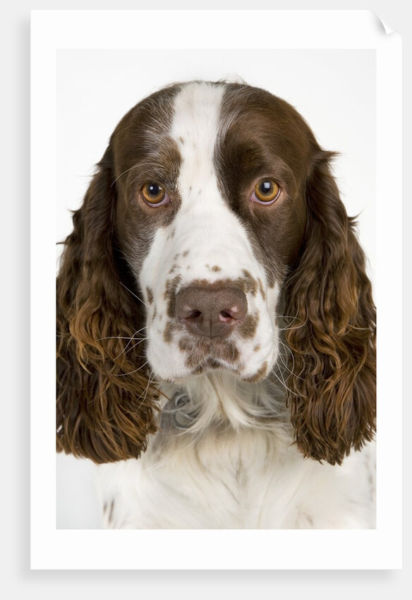 Springer Spaniel by Anonymous
